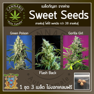 [AUTO คัดเพศเมีย] ชุดละ 3 เมล็ด เมล็ดกัญชา เมล็ดพันธุ์กัญชา Bruce banner, Cream caramel /Mandarine บรีดไทย เคลมฟรี