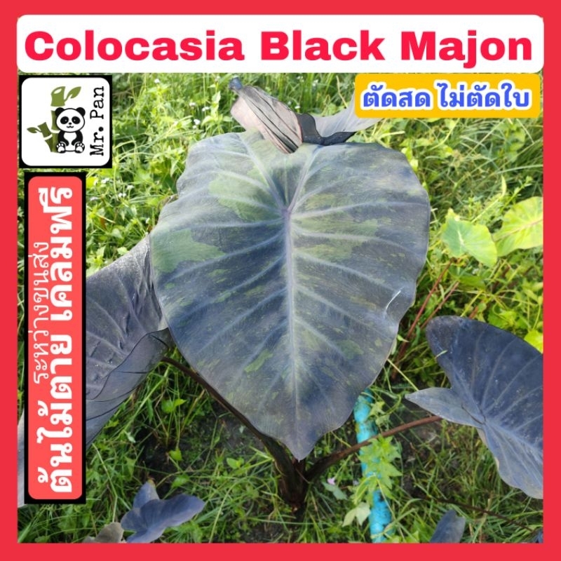 Colocasia Black Majon ตัดสด ไม่ตัดใบ โคโลตาเซีย เเบล็คเมจ้อน Hybrid Black Magic X Lemon Lime