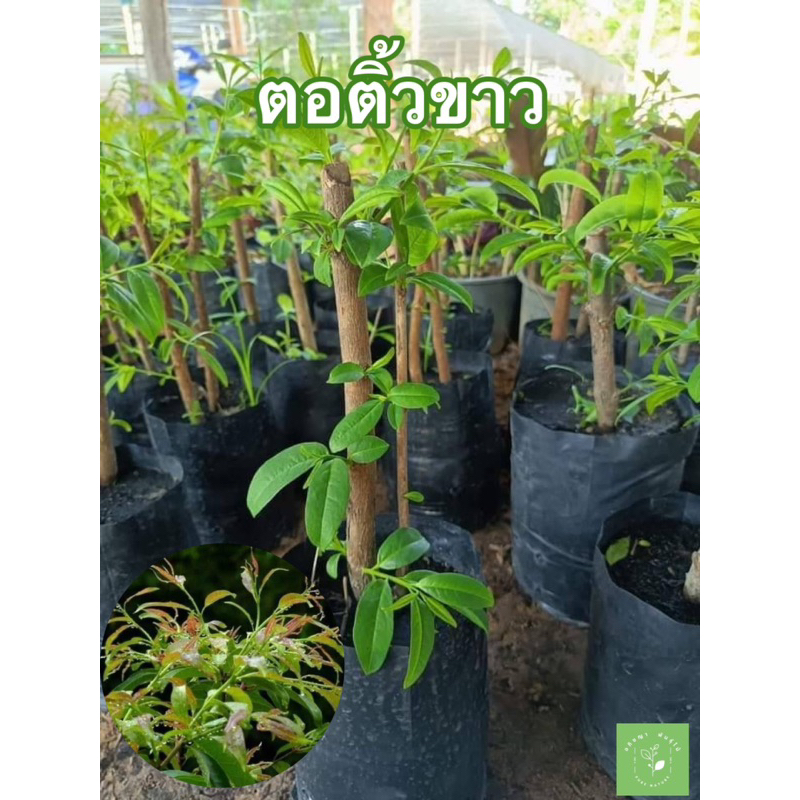 ( พร้อมส่ง ) ตอติ้วขาว ยอดอ่อนสดๆ นำมากินแกล้มกับเมนู ลาบ ก้อย น้ำตก แจ่ว