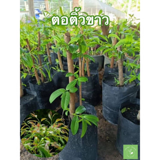 ( พร้อมส่ง ‼️ ) ตอติ้วขาว 🌱 ยอดอ่อนสดๆ นำมากินแกล้มกับเมนู ลาบ ก้อย น้ำตก แจ่ว 🚛🌳