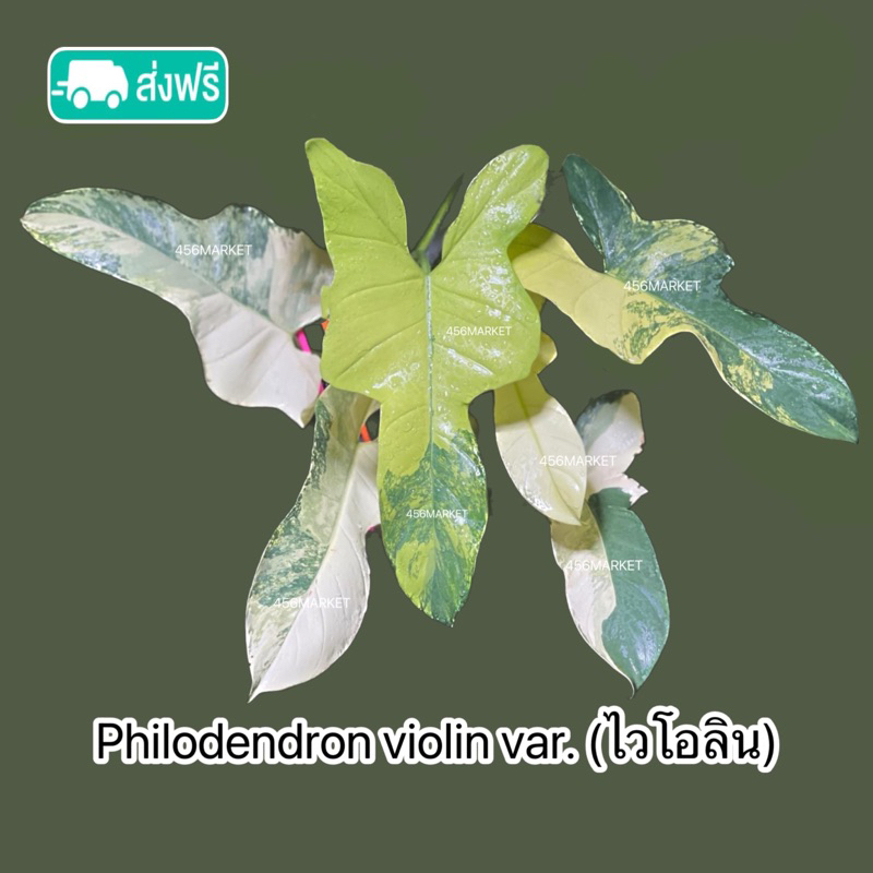 ฟิโลไวโอลิน สายพันธุ์ด่าง (Philodendron violin variegated)