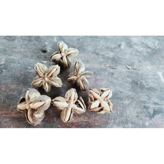 เมล็ดดาวอินคา สำปลูก 15เมล็ด50บาท