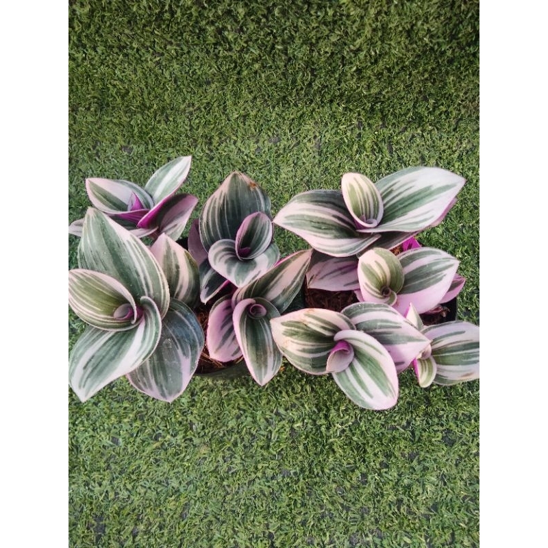 ต้นสายใยรักด่างชมพู [ Tradescantia zebrina bosse ] ในกระถาง3"