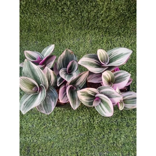 ต้นสายใยรักด่างชมพูและต้นสายใยรักด่างขาว [ Tradescantia Nanouk และ Sillamontana Variegated ] ในกระถาง3"และ2"r