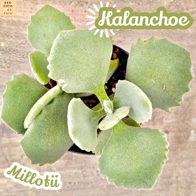 [คาลันโชมิลโลทิอาย] Kalanchoe Millotii แคคตัส ต้นไม้ หนาม ทนแล้ง กุหลาบหิน อวบน้ำ พืชอวบน้ำ succulent cactus
