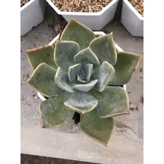 กุหลาบหินดอกใหญ่ Echeveria desert rose succulent