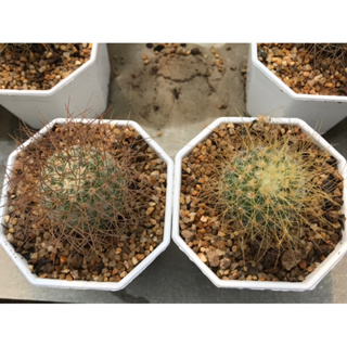 แมมรีคอย หัวยุ่ง หนามยุ่ง mammillaria rekei