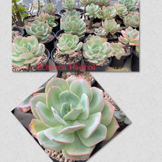 กุหลาบหิน ฮากุ Echeveria Hakuhou สีสวยเลี้ยงง่าย เลือกต้นตามภาพ