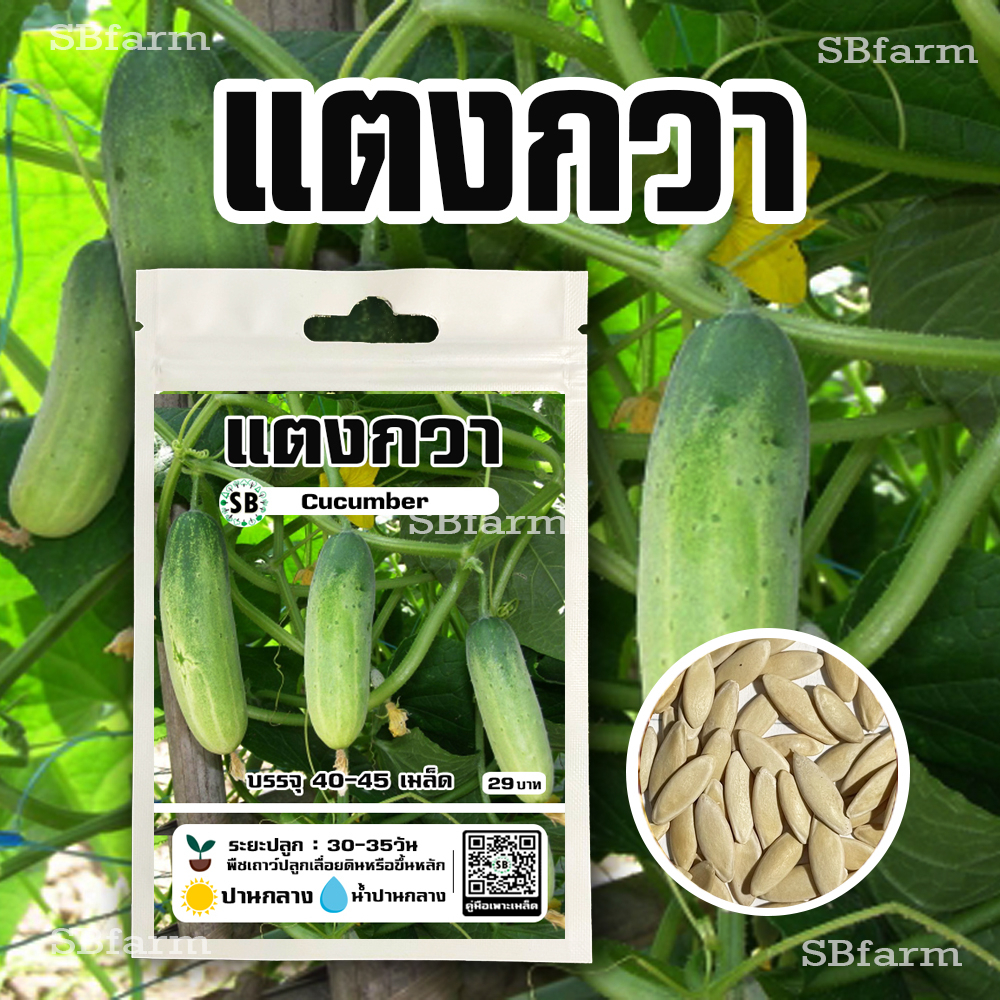 แตงกวา 40-45เมล็ด/ซอง โปรโมชั่น [ซื้อ 3 แถม 1ซอง]