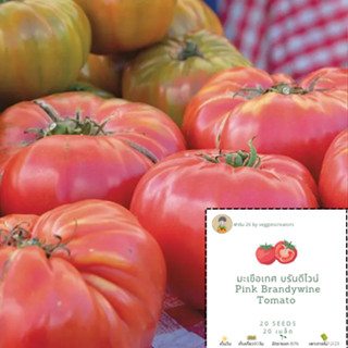 เมล็ดมะเขือเทศสีชมพู บีฟสเต็ก บรันดีไวน์ Pink tomato brandywine เมล็ดมะเขือเทศ