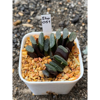 Haworthia Hybird Thailand (ส่งทั้งกระถาง) กระถาง 2 นิ้ว รหัส Sho051-060