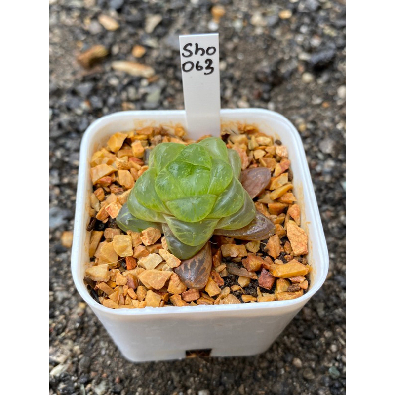 Haworthia Hybird Thailand (ส่งทั้งกระถาง) กระถาง 2 นิ้ว รหัส Sho061-070 - รูปที่ 2