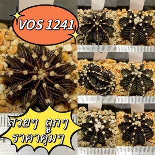 แคคตัส Vos1241 ตัวแท้!! ยิมโน Vos1241 คัดพิเศษ บั้งคม Gymnocalycium friedrichii (V3)