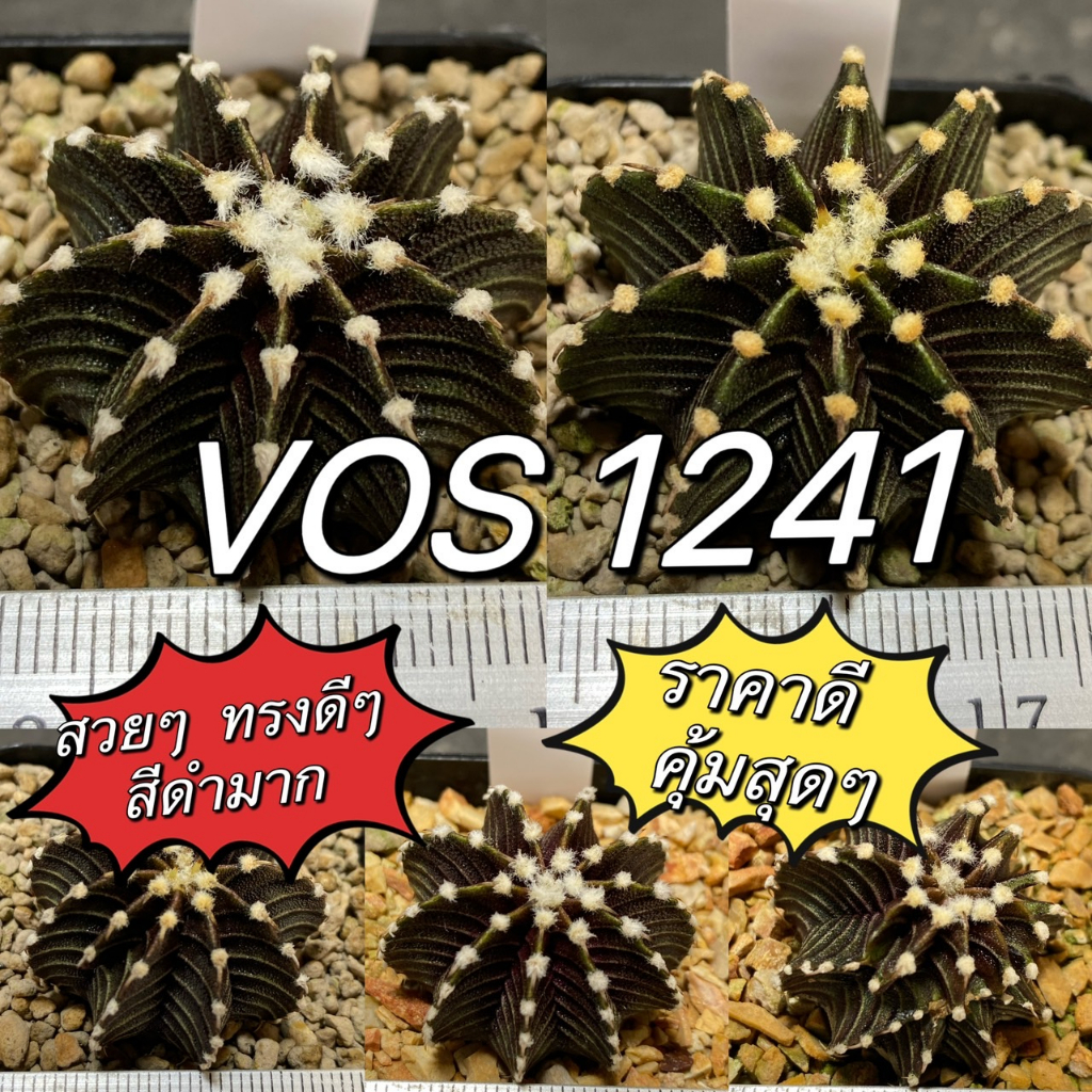 แคคตัส Vos1241 ตัวแท้!! ยิมโน Vos1241 คัดพิเศษ บั้งคม (Gymnocalycium friedrichii) (V4)