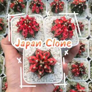 (ส่งฟรี) กระบองเพชร ยิมโนด่าง Japan Clone พร้อมส่ง ‼️