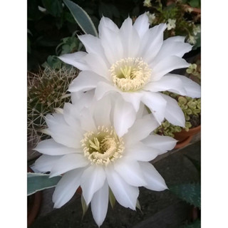 อิชินอป ดาวล้อมเดือน echinopsis colochlora