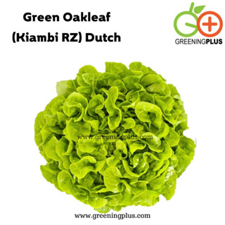 green oakleaf (KIAMBI) Dutch 100 pills(เคลือบ)