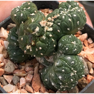 🔥🔥🔥มีต้นเดียวในสวน💚😍🐸เต่ามอนส์คริสมาคร้าบบบ😳😋🐢🐢🐢เต่าต้วมเตี้ยม💚Astrophytum asterias KIKKO MONTROSE CRISTATA