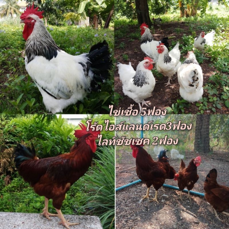 ไข่เชื้อไข่ไก่พันธุ์​ไข่ไลท์​ชัชเชค 2 ฟอง​กับไข่ไก่​ไข่เชื้ิอโร้ดไอแลนด์​เรด 3ฟองต่อกล่อง