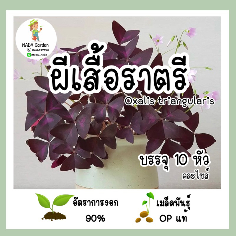 หัว/หน่อ ผีเสื้อราตรีใบม่วง งอกพร้อมปลูก (คละลุ้นใบด่าง) Oxalis triangularis อัตราการงอกสูง ปลูกง่าย
