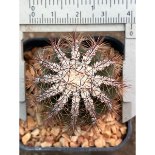 ฮาคุโจมารุ • Echinopsis Hybrid (ต้นใหญ่)