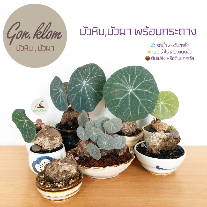 บัวหิน บัวผา พร้อมกระถาง Stephania kaweesakii Jenjitt. & Ruchis.