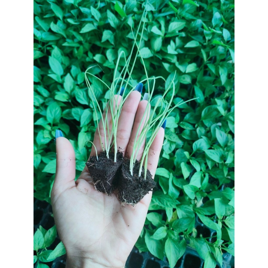 ต้นกล้าต้นหอมญี่ปุ่น พร้มปลูก ต้นกล้าละ10บาท10แถม2กล้า – โปรปัง