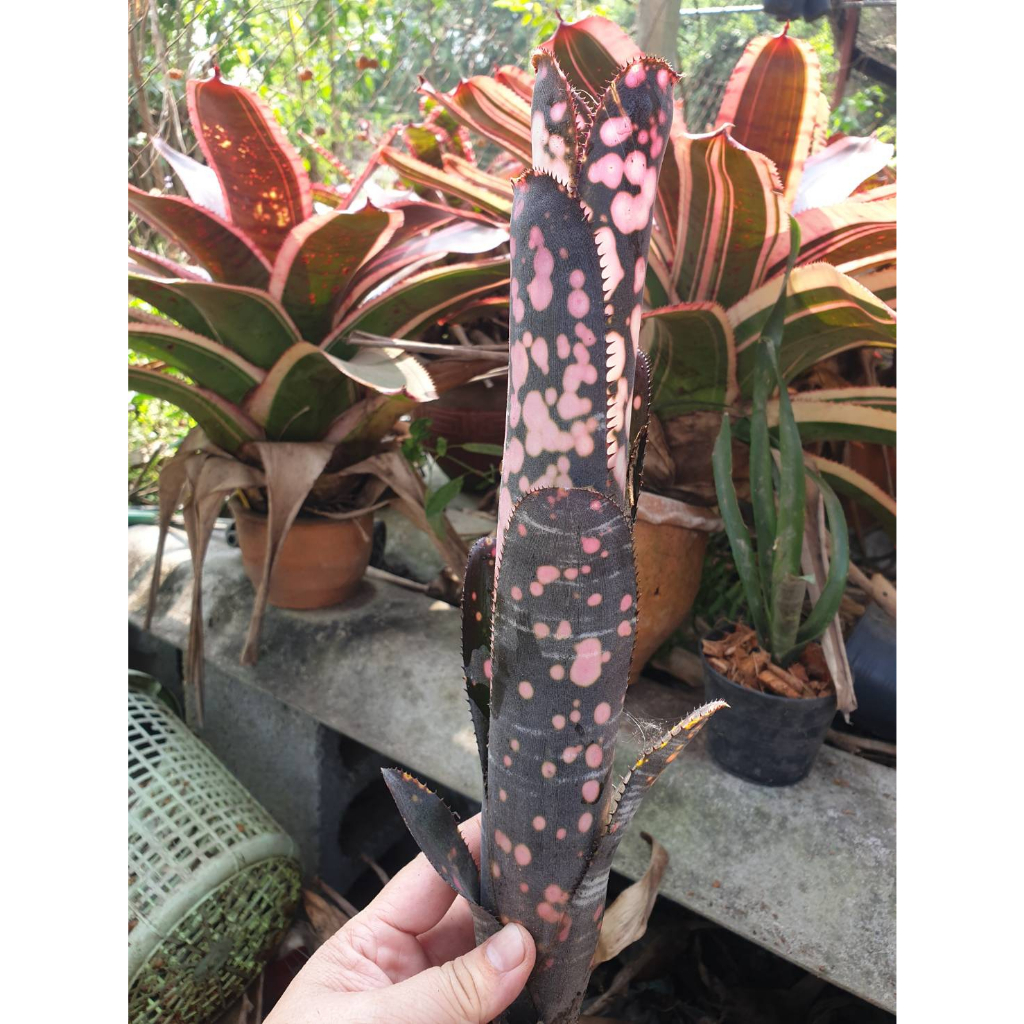 1pcs Artificial Tillandsia Plants Artificial Flocking Fake Bromeliads Air  Plants Hanging Simulation Plant For Home Decoration