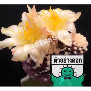 แคคตัส โคเปียโบม่วง copiapoa cactus ไม้กราฟ จำนวน 1 ต้น