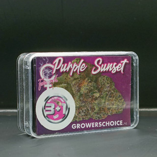 Purple Sunset - Growers Choice