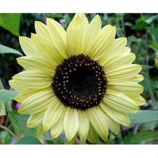 เมล็ดทานตะวัน เลม่อนควีน สีเหลือง Lemon queen sunflower ซองละ 29บาท 15-20 เมล็ด  ต้นสูงประมาณ 120-150เซน ดอกสีเหลือง