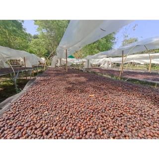 Nan Coffee Roasteryเมล็ดกาแฟพิเศษน่านบ้านสะเกี้ยงน่านMixBerry Anaerobic96Hour Omni Roast For Fillter