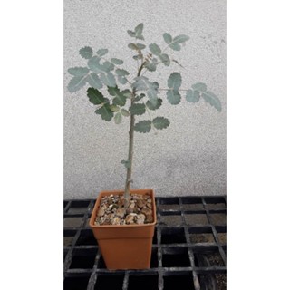 Boswellia dioscoridis