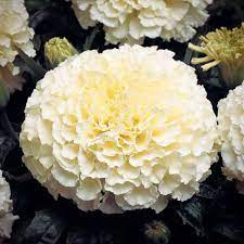 เมล็ด ดาวเรืองวนิลา ดาวเรืองสีขาว white vanilla African Marigold  ดาวเรืองแอฟริกันสีครีม ดอกใหญ่  10