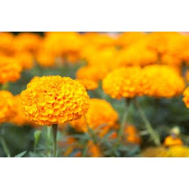 เมล็ด ดาวเรืองสีส้ม Orange Marigold 40-50เมล็ด ซองละ 29 บาท  ปลูกได้ตลอดปีทุกสภาพอากาศ ปลูกง่ายรายได้ดี ดอกไม้ทานได้
