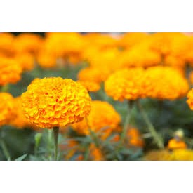 เมล็ด ดาวเรืองสีส้ม Orange Marigold 40-50เมล็ด ซองละ 29 บาท  ปลูกได้ตลอดปีทุกสภาพอากาศ ปลูกง่ายรายได้ดี ดอกไม้ทานได้