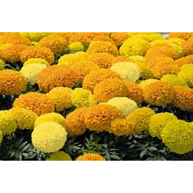 เมล็ด ดาวเรืองสีเหลือง ดาวเรืองเหลืองทอง 50 เมล็ด ซองละ 29 บาท ดอกไม้ทานได้ ขายได้กำไรดี