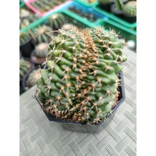กระบองเพชร แคคตัส ยิมโนคริส ในกระถาง 3" พร้อมส่ง