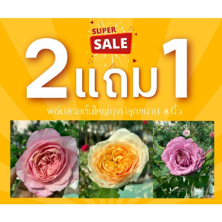 🌿2แถม1🌹กุหลาบนอกคละพันธุ์คละสี🌿🌹มีกลิ่นหอม☀️ปลูกง่าย🌹ดอกใหญ่✅ส่งทั้งต้นยกถุง8นิ้ว 🌹