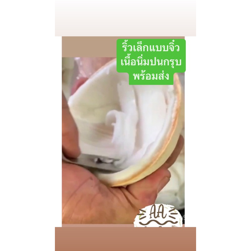 ✅พร้อมส่ง 💚เนื้อมะพร้าวน้ำหอม🟠ริ้วชั้นครึ่งหน้าเล็ก - 1 kg💚เนื้อมะพร้าวอ่อน