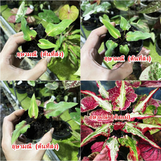 อุษามณีบอนสี อุษามณี ไม้ผ่าหัว บอนสีตัวเทพ บอนสีราคาส่ง caladium บอนสีไทย