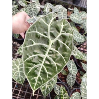 Alocasia watsoniana อโลคาเซีย วอทโซเนียน่า