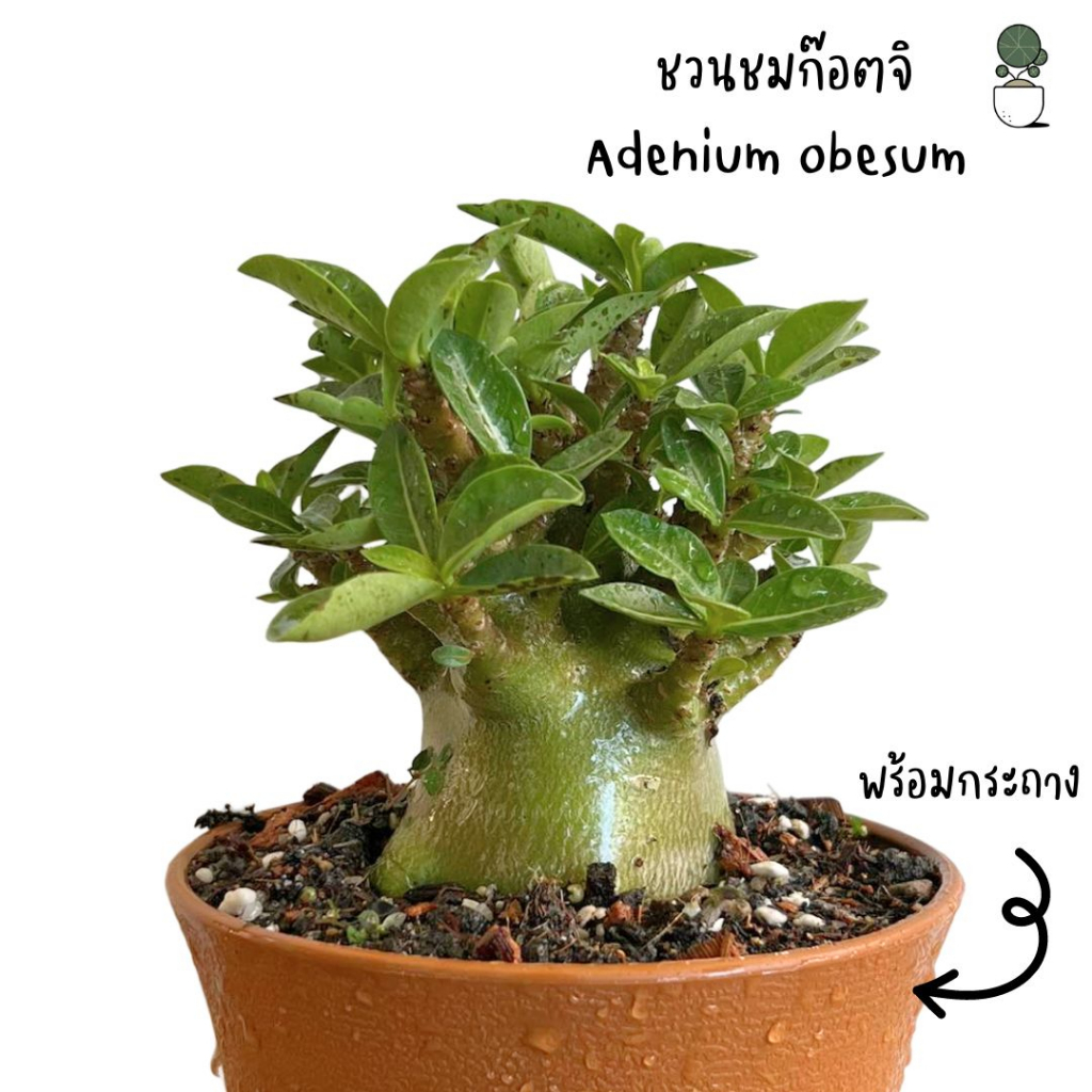 ชวนชมก๊อตจิรากตะขาบ ชวนชมพร้อมกระถาง ส่งพร้อมกระถาง ต้นชวนชม ชวนชมสายพันธุ์ยอดนิยม ต้นอ้วนน่ารัก ชวนชมสายพันธุ์ก๊อตจิ