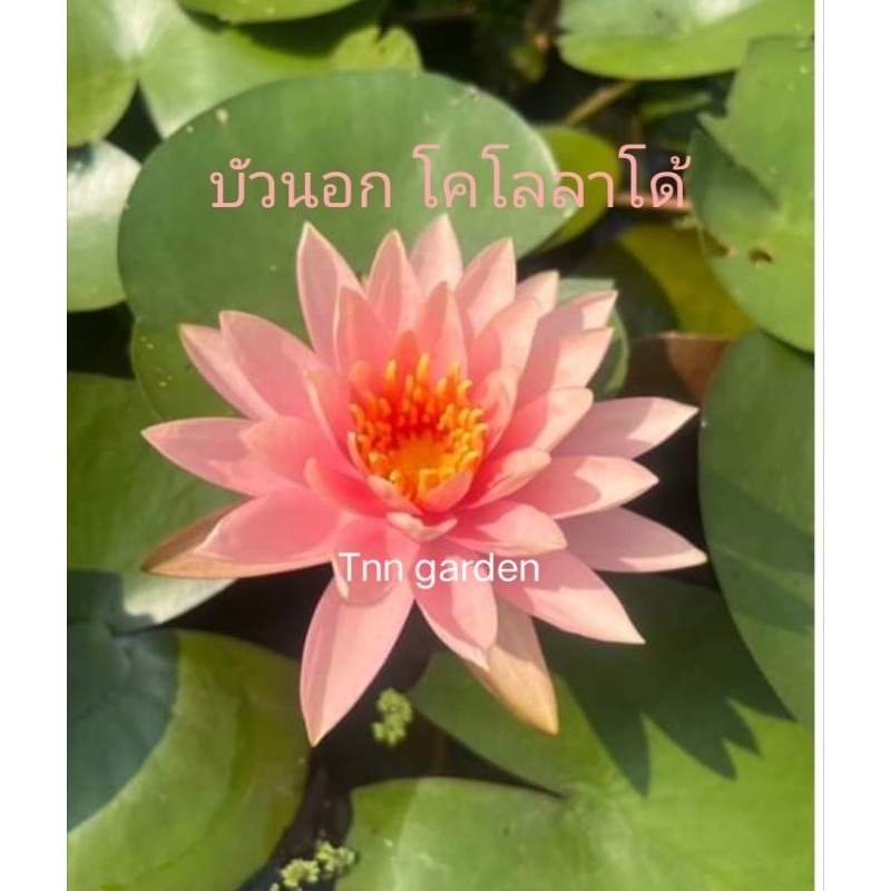 บัวฝรั่ง โคโลลาโด้ สัส้มโอรส ดอกสวย ดอกมาบ่อย ส่งแบบต้นขนาดกลางแบบล้างราก