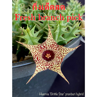 เก๋งจีน Huernia Brittle Star Pranburi Hybrid *กิ่งเด็ดสด* แคคตัส ไม้อวบน้ำ Cactus and Succulent