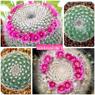 🌵💥แมมแม่เฒ่า💥🌵 Mammilaria hahniana ไม้เมล็ด ขนาด 3-5 ซม. ต้นกระบองเพชร  ต้นแคคตัส (แคคตัส กระบองเพชร)