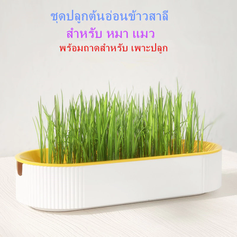 PP B51 🌱ชุดปลูกหญ้าแมว🌱 หญ้าแมวออแกนิก เมล็ดข้าวสาลี ถาดเพาะต้นอ่อน 1 ชุด สามารถแบ่งเมล็ดพันธุ์ปลูกได้ถึง 2 ครั้ง