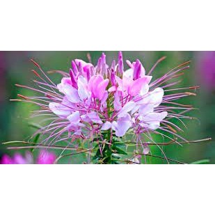 เมล็ดดอก เสี้ยนฝรั่ง (Cleome) คละสี  45 เมล็ด   เสี้ยนฝรั่งต้นสูง ช่อดอกมีขนาดใหญ่  ซองละ 29 บาท