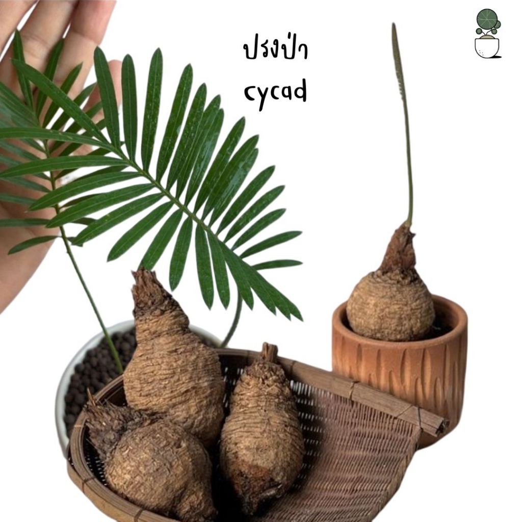 ต้นปรงป่า Cycad ไม้โขดมินิมอล ดูแลรักษาง่าย ตกแต่งสวน โต๊ะทำงาน