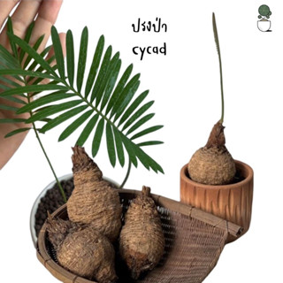 ต้นปรงป่า Cycad ไม้โขดต้นปรง จัดส่งเป็นหัว สำหรับคนรักไม้โขด ตกแต่งสวน แบบมินิมอล  โต๊ะทำงาน ร้านคาเฟ่ ไม้ปรง